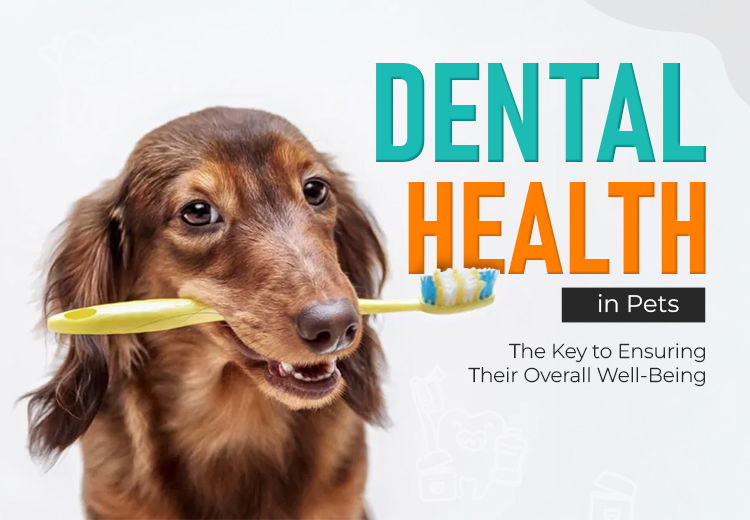 dental-health-in-pets-the-key-to-ensuring-their-overall-well-being